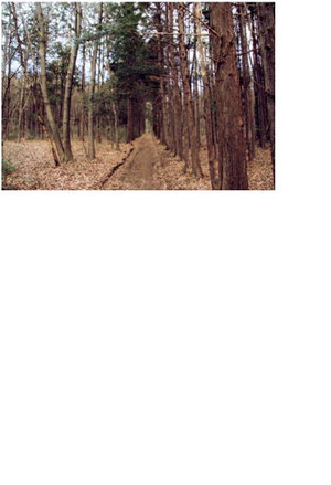 \u6797\u306e\u4e2d\u3078\u3000\uff08\u64ae\u5f71\u3000\u6e05\u6c38\u8ce2\u4e8c\uff09